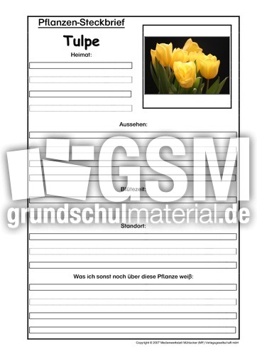Pflanzensteckbrief-Tulpe.pdf